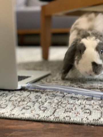 Rabbit Safe Chew Resistant Cord Protector + Bini Personal Headshot