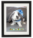 Bini the Bunny - Framed Head Shot