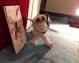 Bini the Bunny Painting In Action 