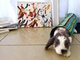 Bini the Bunny Showing Off One of His Favorite Paintings 